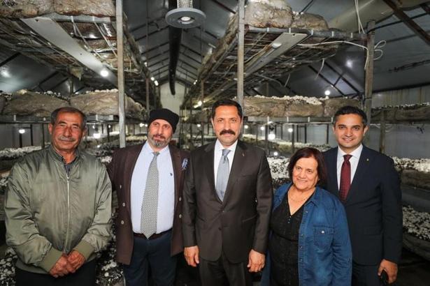 Hatay Valisi Masatlı Defne’de kültür mantarı hasadına katıldı