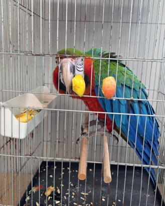 Edirne'de yurda sokulmak istenen 3 macaw papağanı ele geçirildi