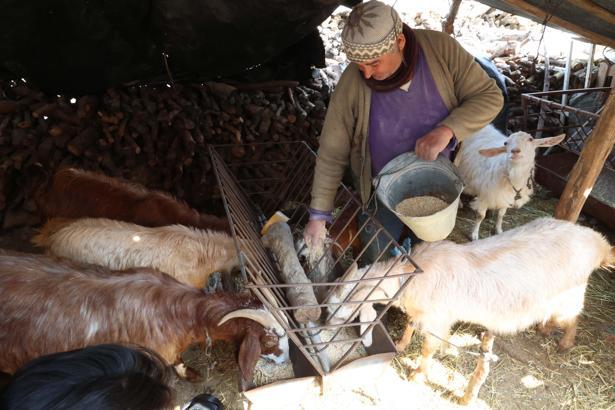 Korkuteli'de hayvancılar kendi yemini üretiyor
