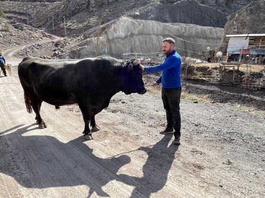 Menüsünde fındık ve pekmez olan boğalar kampta
