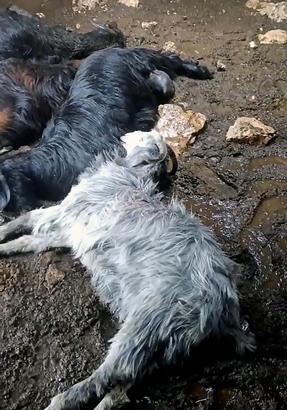 Yıldırım düşen ahırdaki 5 keçi telef oldu