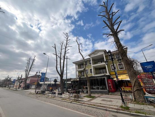 Edirne’de çevre derneği yönetiminden belediyeye tepki; Edirne'de ağaçlar budanmıyor, yok ediliyor