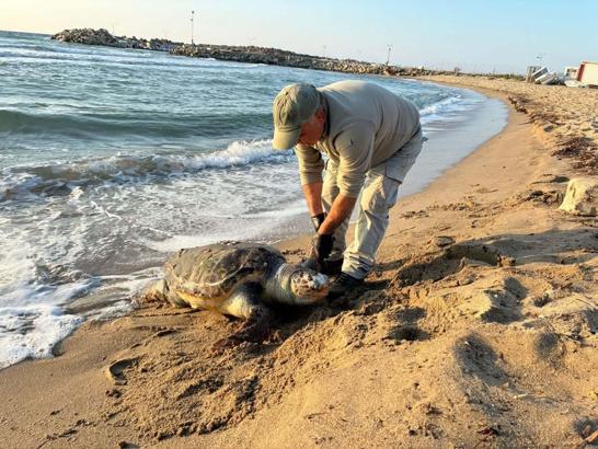 Kuşadası’nda aynı gün 3 deniz kaplumbağası ölü bulundu