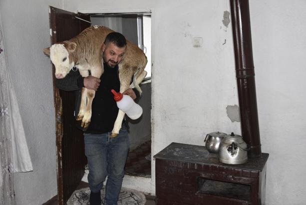 Hasta buzağıyı biberonla besliyorlar