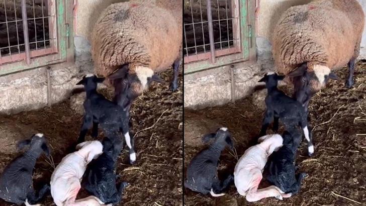 Edirne’de koyun dördüz yavruladı