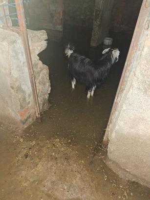 Bingöl’de sağanak su baskınlarına neden oldu; ahırda mahsur kalan keçiler kurtarıldı