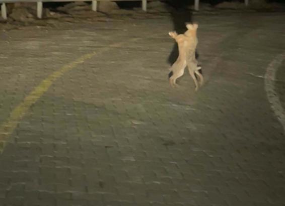 Tavşanların kavgası kamerada