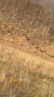 Bursa'da geyik sürüsü yola indi, sürücüler şaşkınlığını gizleyemedi