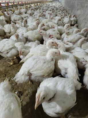 Tarsus’ta tavuk çiftliğinde kuş gribi çıktı