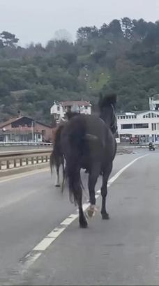 İstanbul- Beykoz'da başıboş atlar trafiği tehlikeye soktu