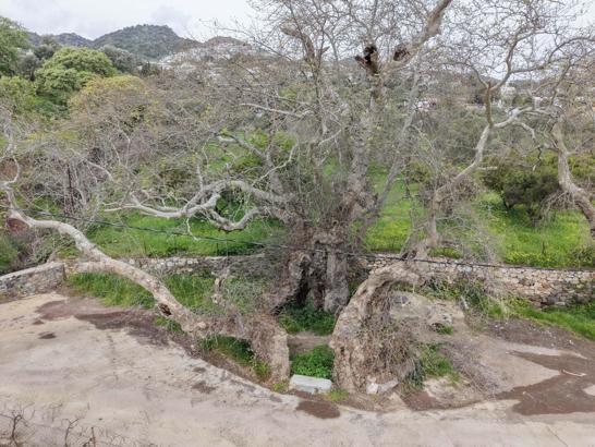 Bodrum'da 2 bin yıllık olduğu tahmin edilen çınar ağacı bulundu