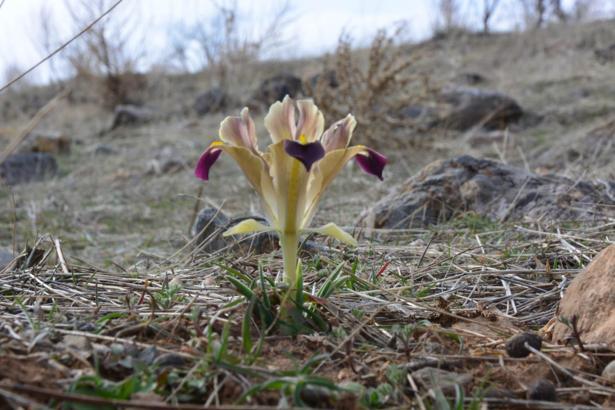 Kayseri'de nevruz çiçekleri açtı