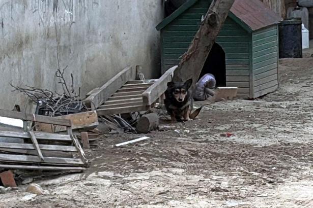 Pitbull’un saldırdığı ‘Reis’ isimli köpek, ağır yaralandı