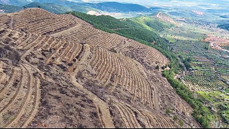 Hatay’da yangından zarar gören 287 hektar ormanlık alan yeşillendiriliyor