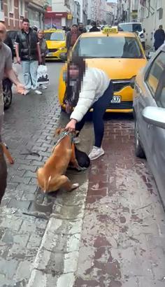 Saldırdığı köpeği ağır yaralayan Pitbull'a el konuldu, sahibine 95 bin lira ceza uygulandı