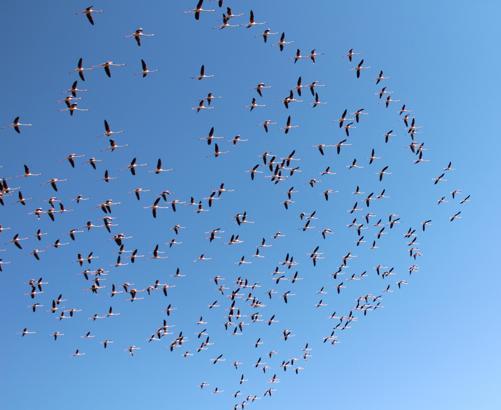 Flamingolar Tuz Gölü'ne gelmeye başladı