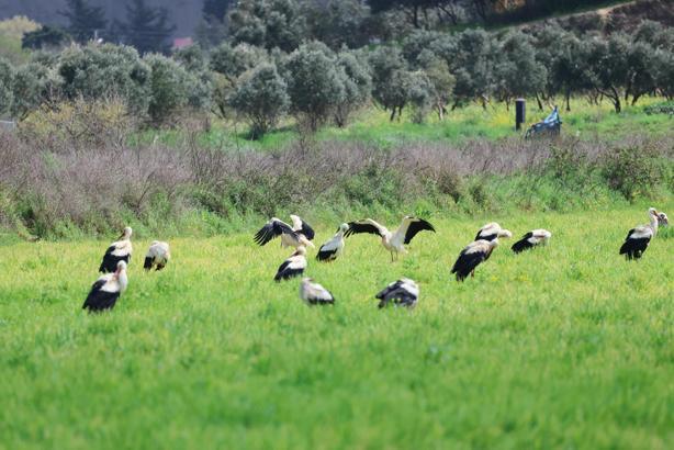 Göç yolculuğunda leyleklerin görsel şöleni
