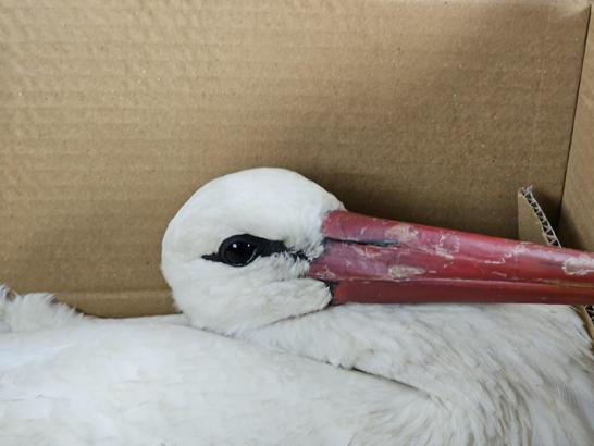Göç yolundaki 2 leylek av tüfeğiyle vuruldu