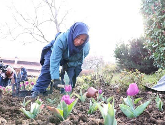 Osmangazi’de yıl boyunca 470 bin çiçek dikilecek