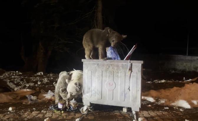 Uludağ’da kış uykusundan uyanan ayı ailesi, yiyecek ararken görüntülendi