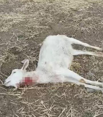 Kayseri’de yabani hayvanların saldırısına uğrayan 11 keçi öldü