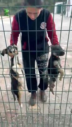 Bucak’taki hayvan barınağı iddialarına soruşturma