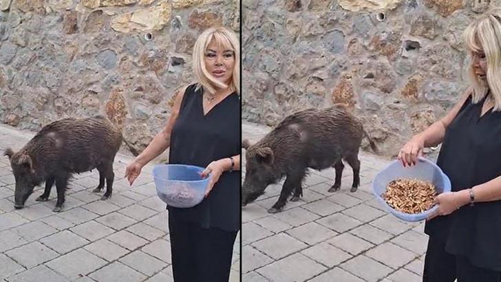 Şarkıcı Safiye Soyman, kapısına gelen yaban domuzunu cevizle besledi