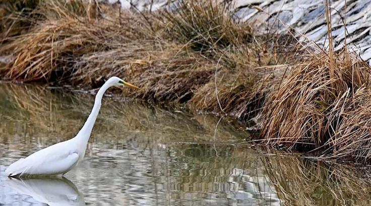Erzincan’da büyük ak balıkçıl beslenirken görüntülendi