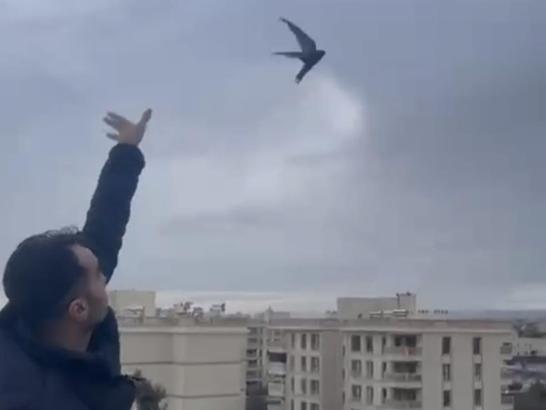 Mardin’de bitkin halde eve giren ebabil kuşu doğaya bırakıldı