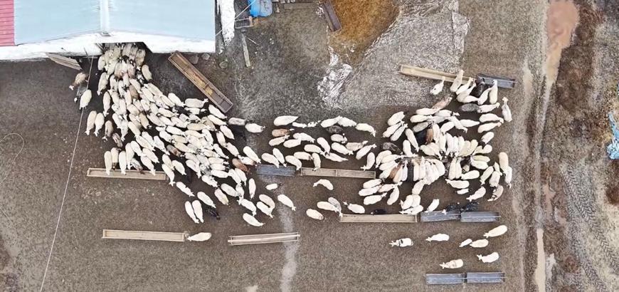 Kuzular anneleri ile buluştu, o anlar dron kamerasıyla görüntülendi