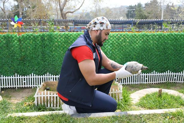 Kuşadası'nda kaplumbağalar için özel yaşam alanı