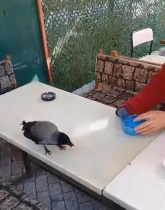 Küçükçekmece'de önce şeker sonra ekmek verdiği kargayı elleriyle besledi