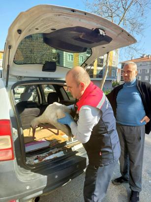 Yaralı bulduğu leyleği yetkililere teslim etti