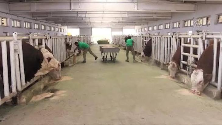 Malatya TİGEM'de şap hastalığı; bölge karantinada