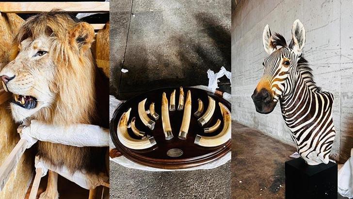 Trabzon'da 19 yaban hayvanı trofesi ele geçirildi