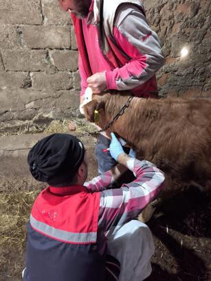 Edirne’de şap hastalığına karşı çalışmalar sürüyor