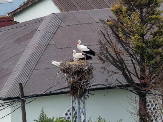 Afrika'dan göç eden leylekler İstanbul'a ulaştı