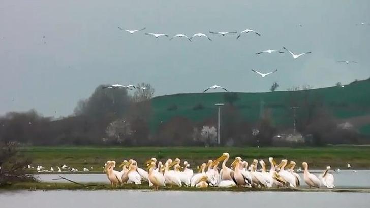 Göç yolundaki pelikan sürüsü, Boğazköy Barajı'nda görüntülendi