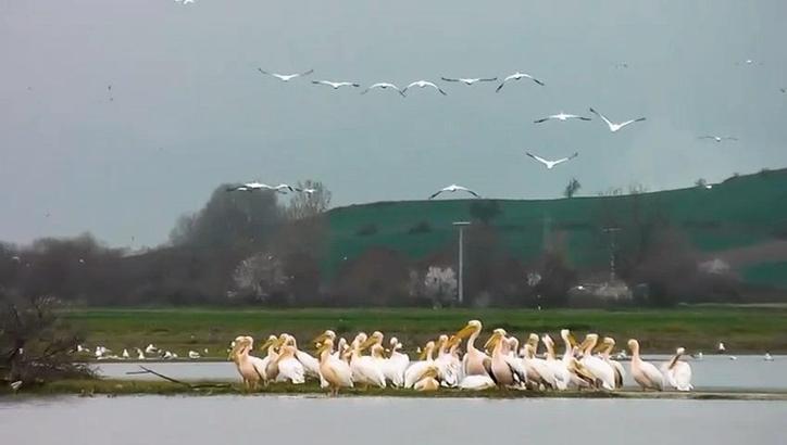 Göç yolundaki pelikan sürüsü, Boğazköy Barajı'nda görüntülendi