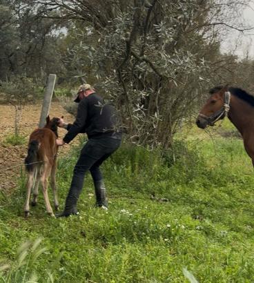 Tellere takılan tayı kurtarıp annesine kavuşturdu