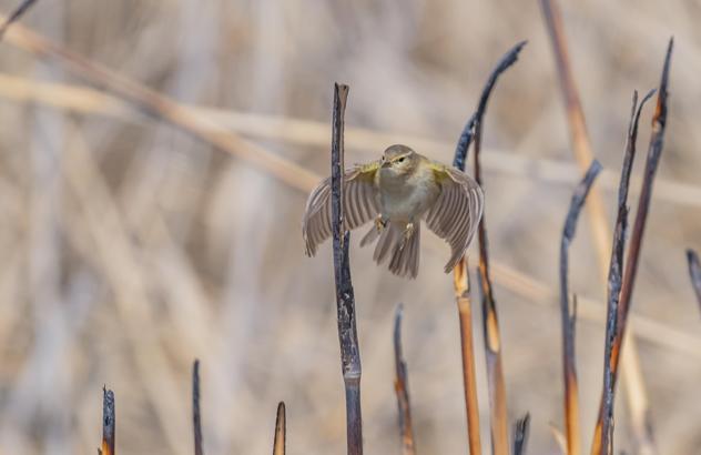 İskandinav yarımadasından göçen çıvgın kuşu, Diyarbakır’da görüntülendi