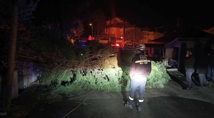 Rüzgar ağacı devirdi, elektrik telleri koptu