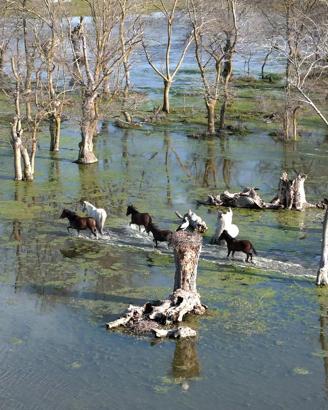 Kızılırmak Deltası’nda yılkı atları dronla görüntülendi