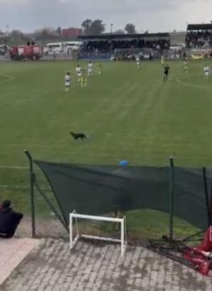 Sahaya giren köpek, maçın geçici olarak durmasına neden oldu