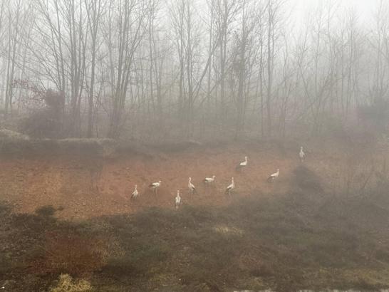 Göç yolundaki leylekler, yoğun sis nedeniyle Kırklareli'nde kara yolu kenarına indi