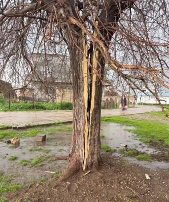 Mardin’de yıldırımın isabet ettiği ağaç ikiye bölündü