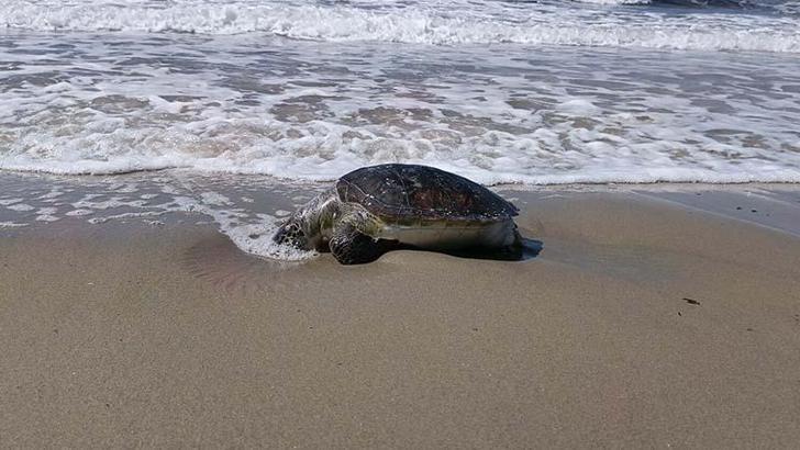 Kuşadası’nda bir ölü deniz kaplumbağası daha sahile vurdu; sayı 8’e çıktı