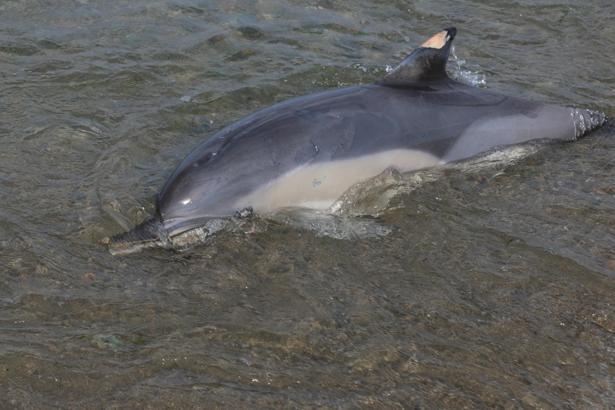 Trabzon'da ölü yunus sahile vurdu