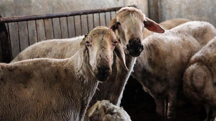 Kırsalda Bereket Küçükbaşa Destek Projesi'ne başvurular başladı
