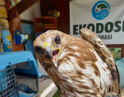 Kuşadası'nda yaralı bulunan şahin, tedavisinin ardından doğaya salındı